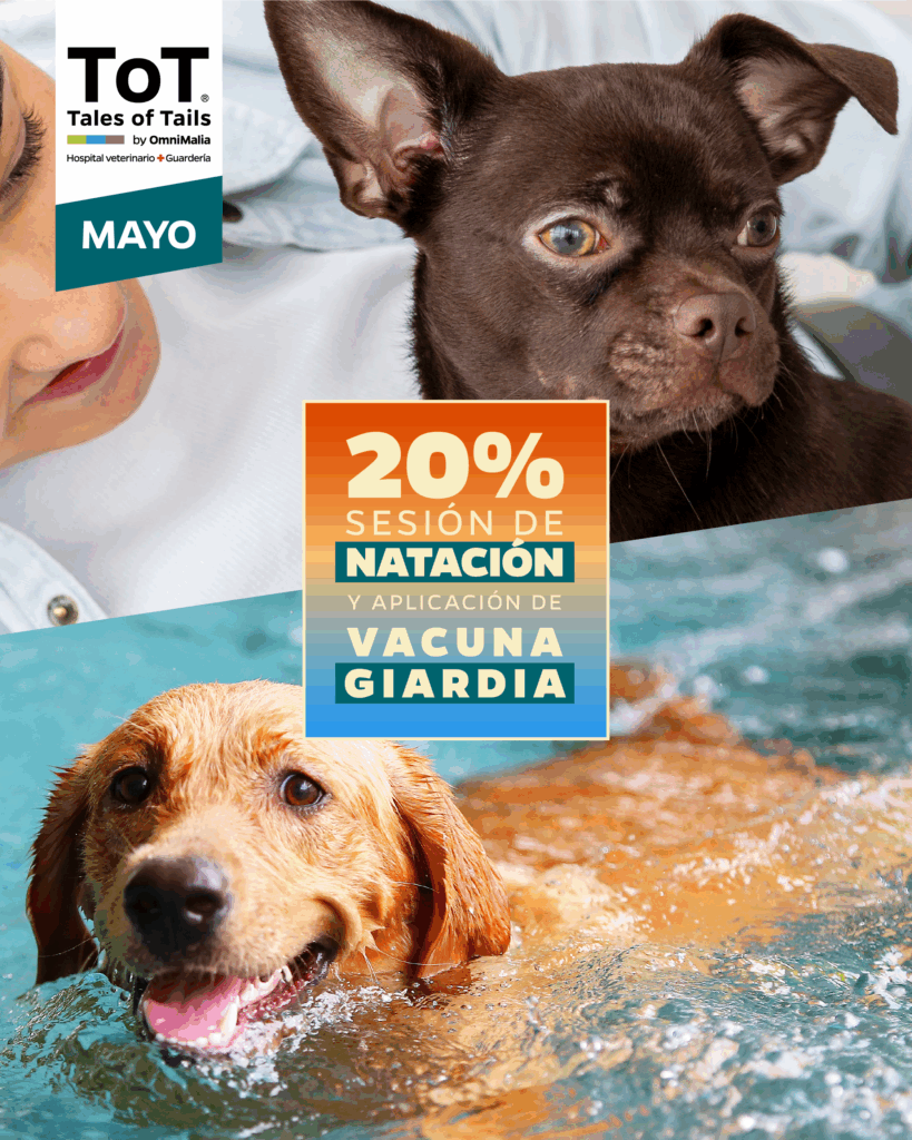 Promo ToT Mayo